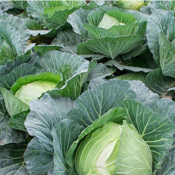 Fresh Cabbages